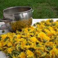 TIME FOR DANDELION SYRUP!