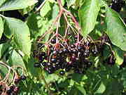 180px-Sambucus_nigra-fruit001